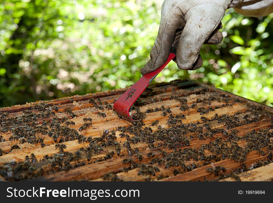 A beekeeper is checking his hives in a forest. A beekeeper is checking his hives in a forest