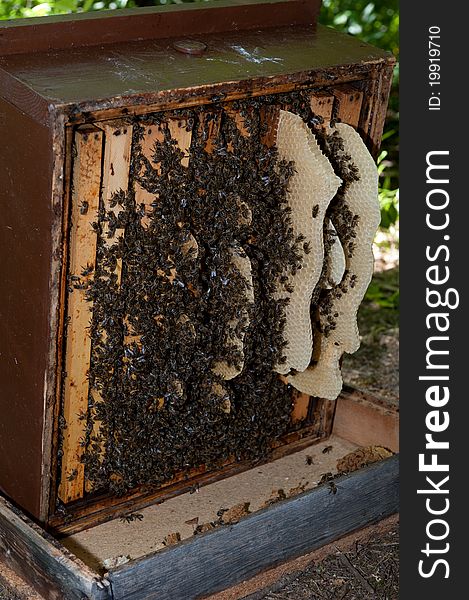 A Beehive With Honeycomb