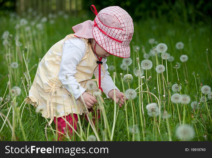 A toddler girl with blowballs on meadow. A toddler girl with blowballs on meadow