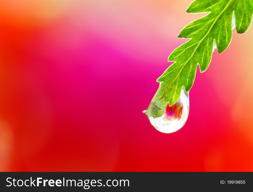 Close-up of wet leaf with drops