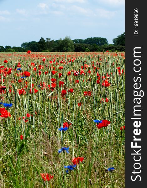 A landscape with grain and poppy field. A landscape with grain and poppy field