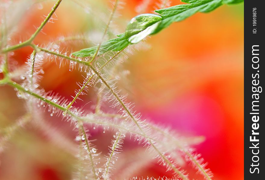 Close-up of wet leaf with drops