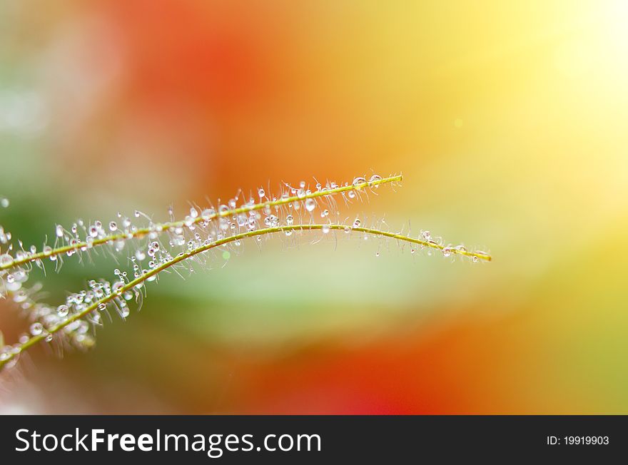 Close-up of wet leaf with drops