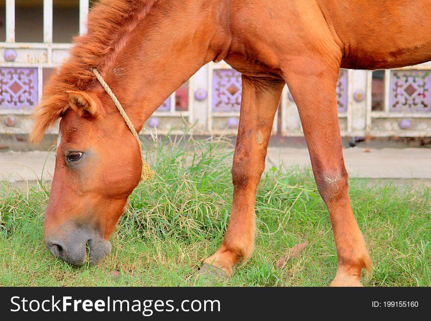 Mammal Livestock horse animal brown