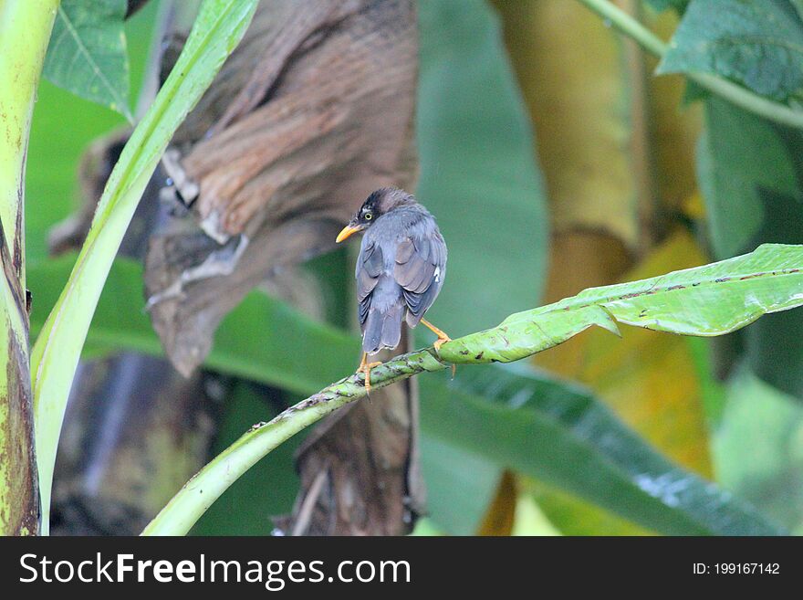 Beautiful Pied Myna, Starling species