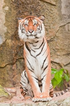 Bengal Tiger. Royalty Free Stock Photo