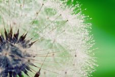 Close-up Of Wet Dandelion Stock Images Close-up Of Wet Dandelion Stock Images