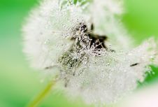 Close-up Of Wet Dandelion Stock Photography Close-up Of Wet Dandelion Stock Photography
