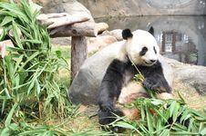 The Panda Eating Bamboo Leaves Stock Images
