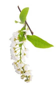 Bird Cherry Tree Inflorescences On White Royalty Free Stock Images Bird Cherry Tree Inflorescences On White Royalty Free Stock Images