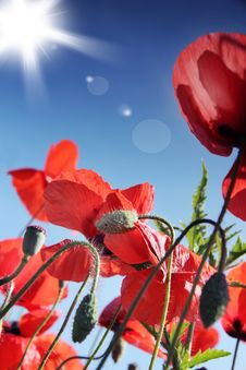 Poppy Stock Photo Poppy Stock Photo