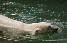 White Bear Royalty Free Stock Images White Bear Royalty Free Stock Images