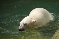White Bear Royalty Free Stock Image White Bear Royalty Free Stock Image