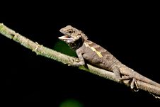 Lizard Royalty Free Stock Photos Lizard Royalty Free Stock Photos