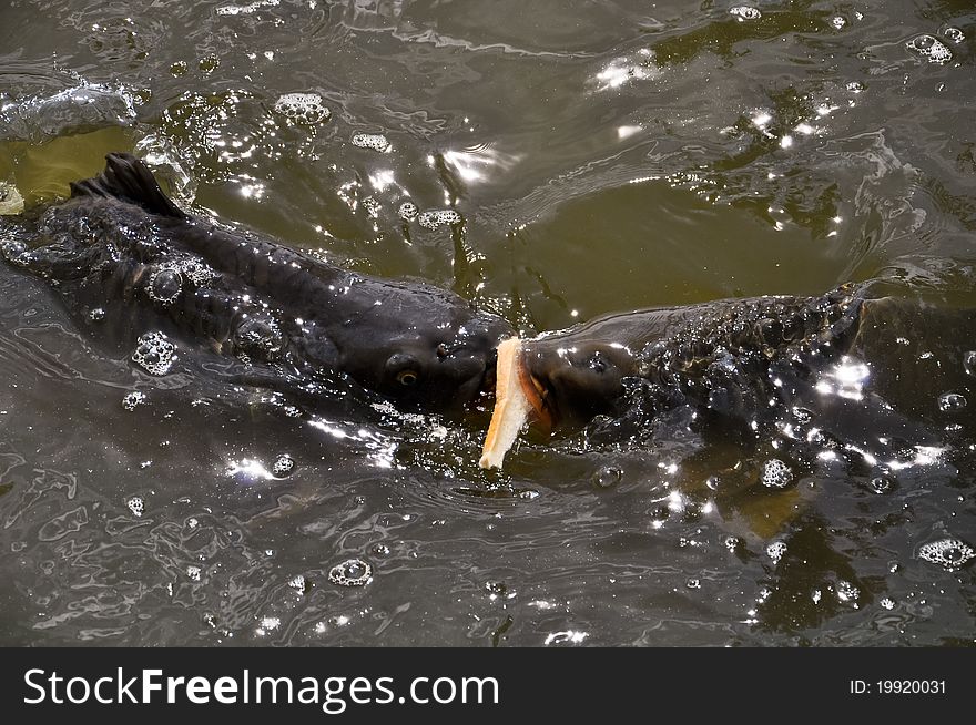 Two hungry carps are fighting over a piece of bread. Two hungry carps are fighting over a piece of bread