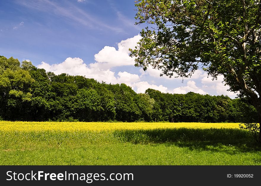 Yellow Rapeseed Under Blue Sky