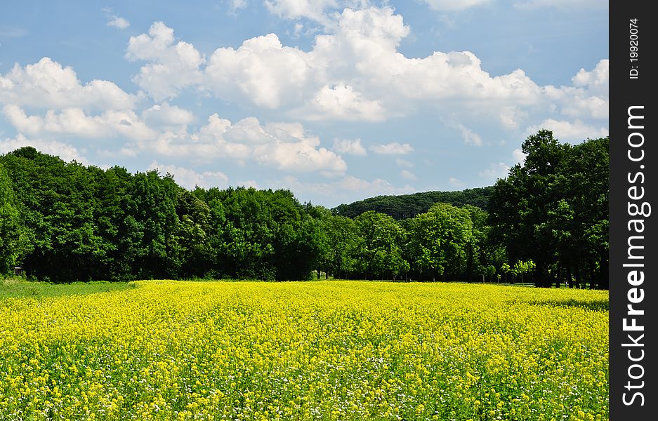 Bright yellow rapeseed field under a blue sky