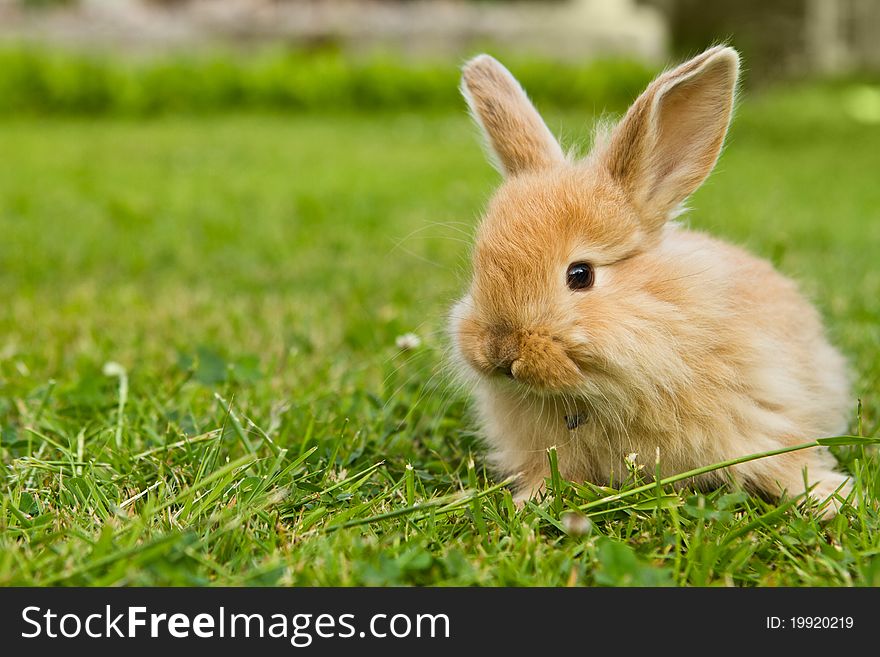 Baby gold rabbit in grass