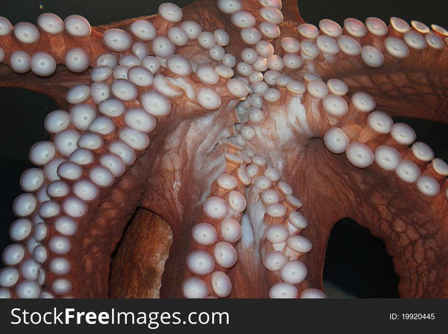 Octopus fish, 8 leg fish at georgia acarium