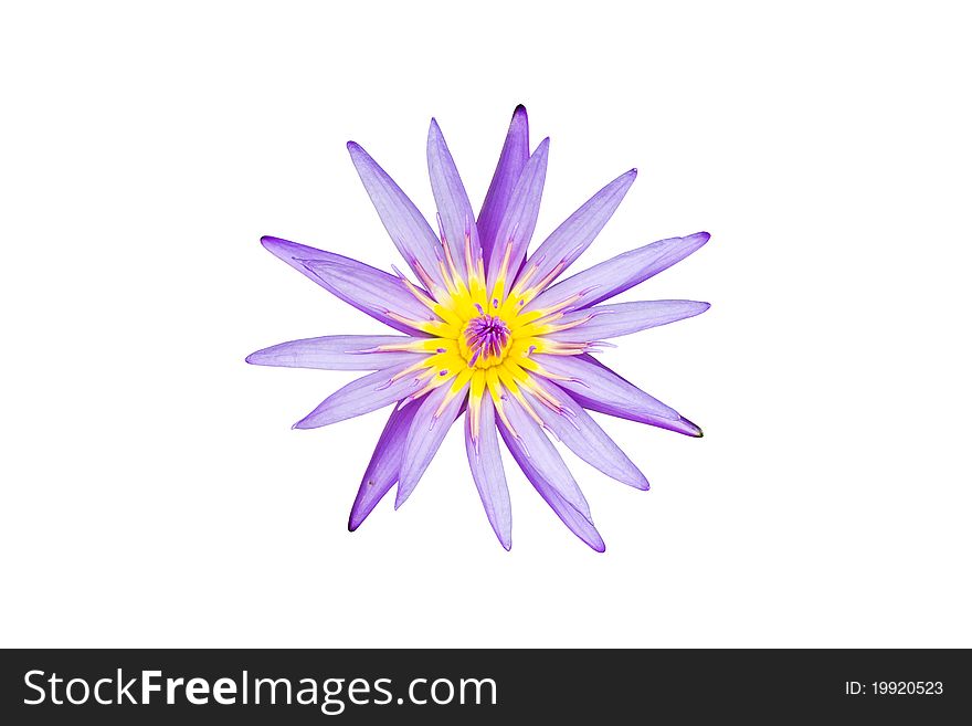 A blooming lotus flower isolate on white background. A blooming lotus flower isolate on white background