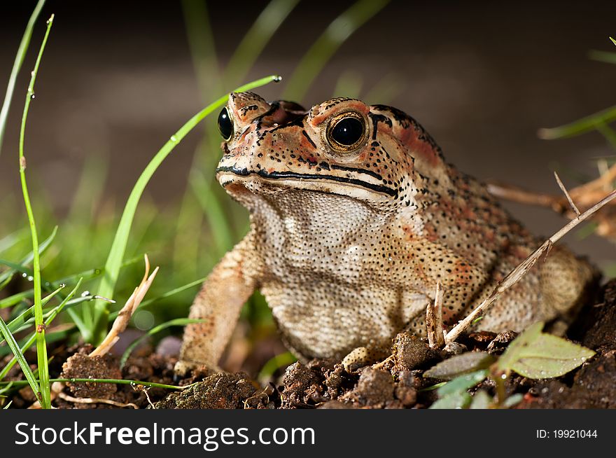A brown frog with black dotted spot. A brown frog with black dotted spot