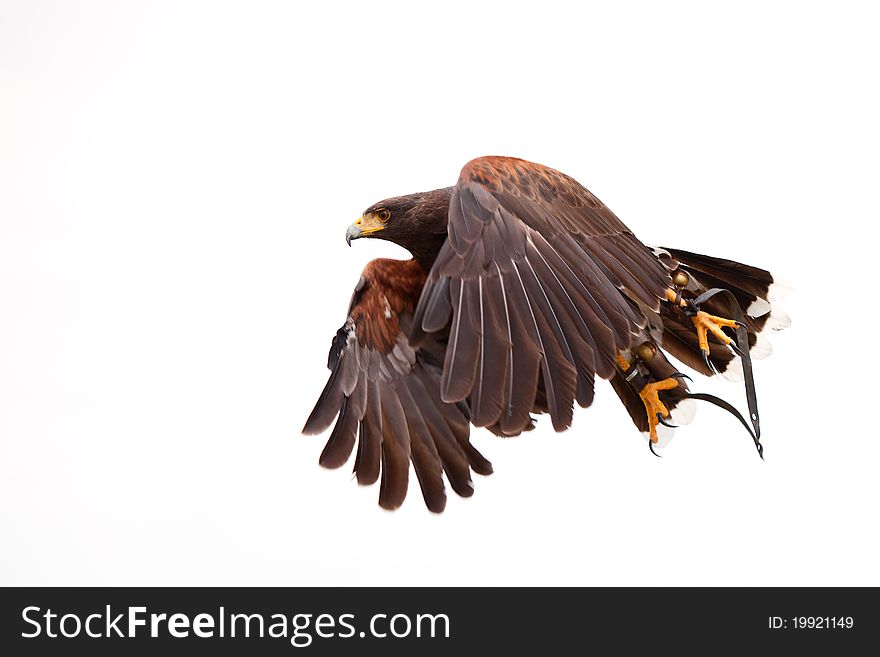 Picture of a flying Falcon isolated on white. Picture of a flying Falcon isolated on white