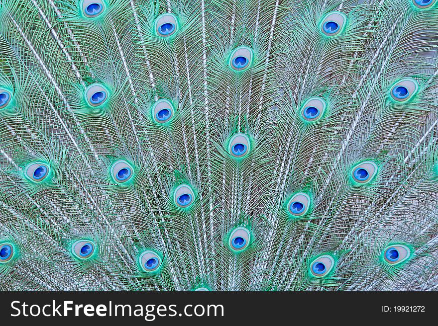 Feathers Of A Peacock
