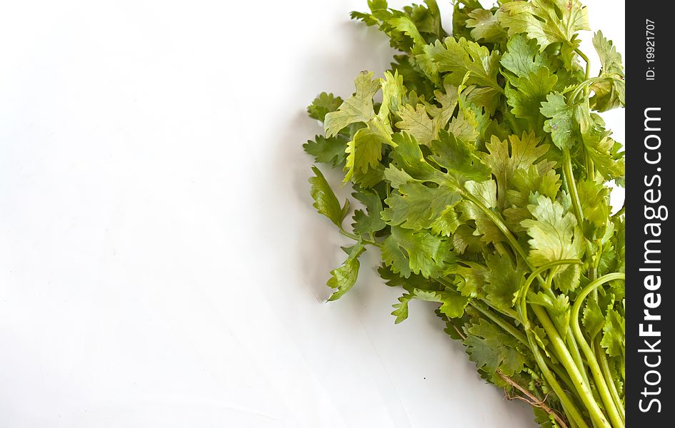 Coriander  on a  white background