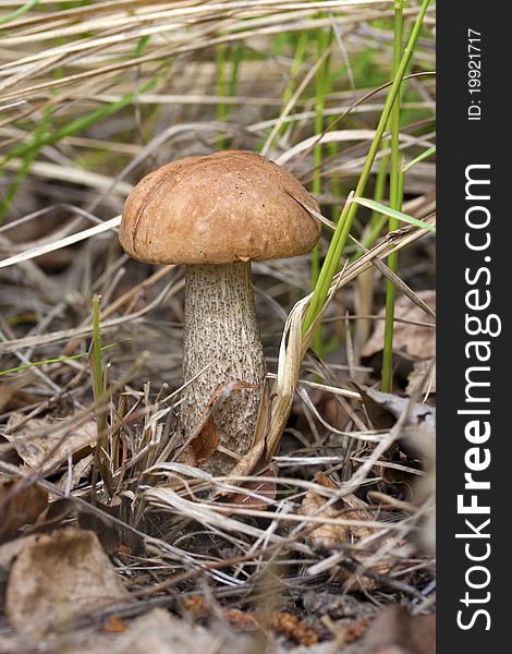 A wild mushroom growing among grass