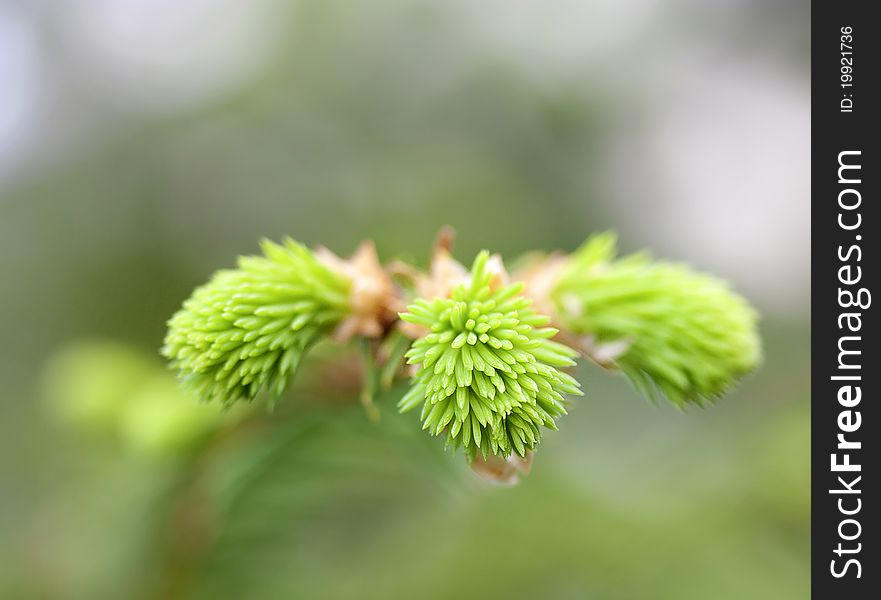 Close up with fresh pine fir