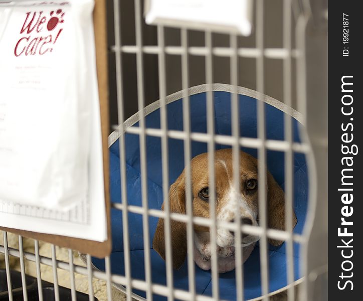 A beagle recuperating at a vet's hospital. A beagle recuperating at a vet's hospital