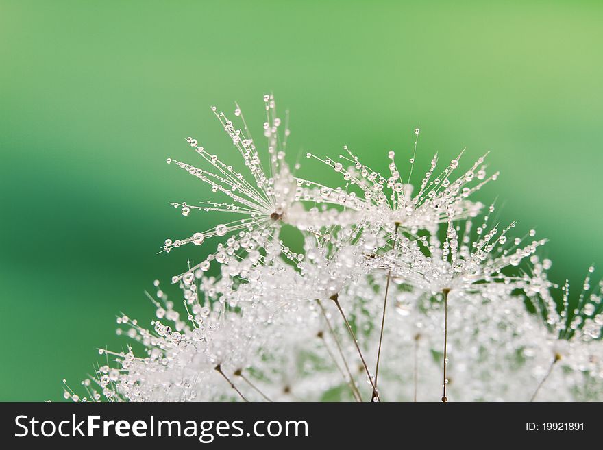 Close-up of wet dandelion seed with drops