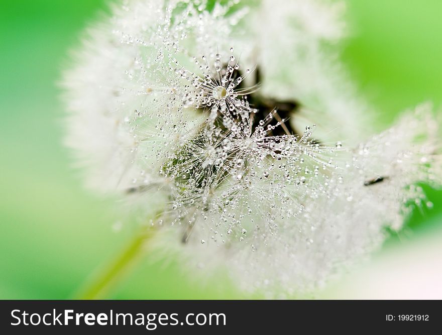 Close-up of wet dandelion seed with drops