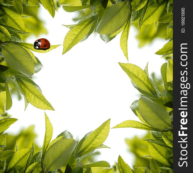 Ladybird with fresh green leaves