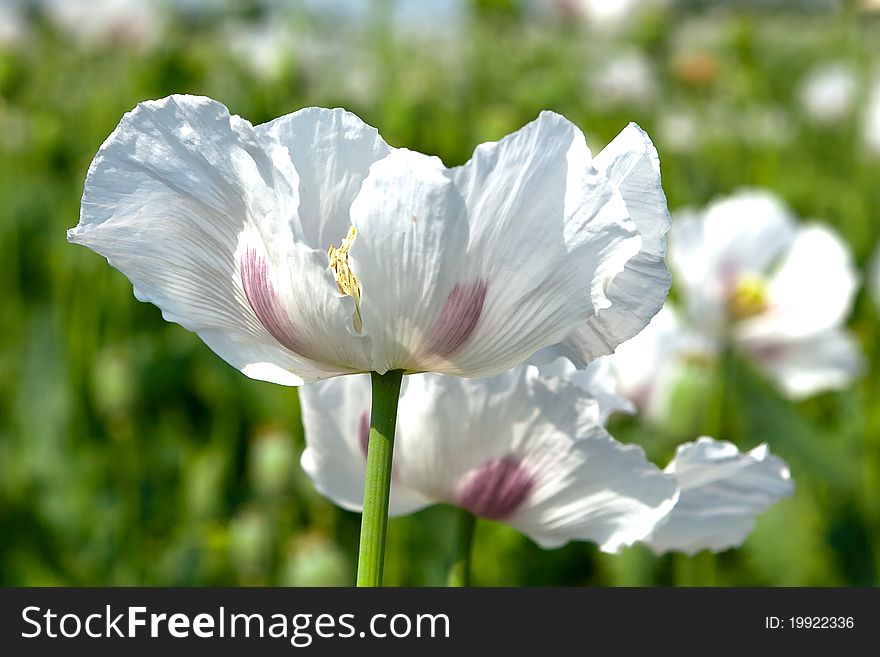 Beautiful white poppy flower, Hungary