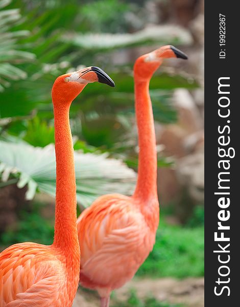Two beautiful flamingos in zoo