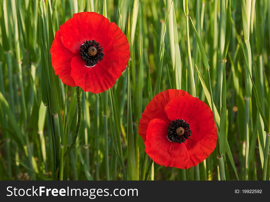 Blooms of two poppies in the field