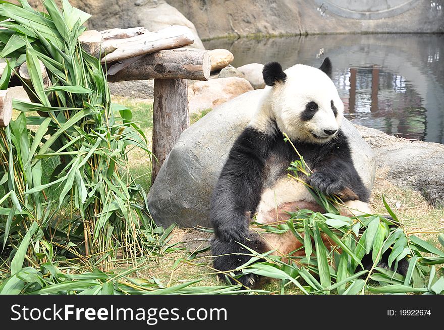 A panda sit eating bamboo leaves in the zoo. A panda sit eating bamboo leaves in the zoo.