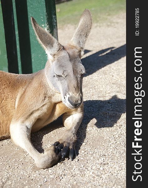 Kangaroo lying on the sand. Kangaroo lying on the sand.