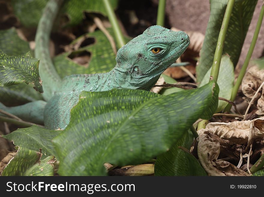 The chinese water dragon among the green leaves.
