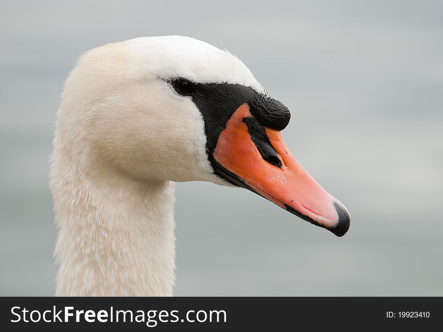 Head of a mute swan