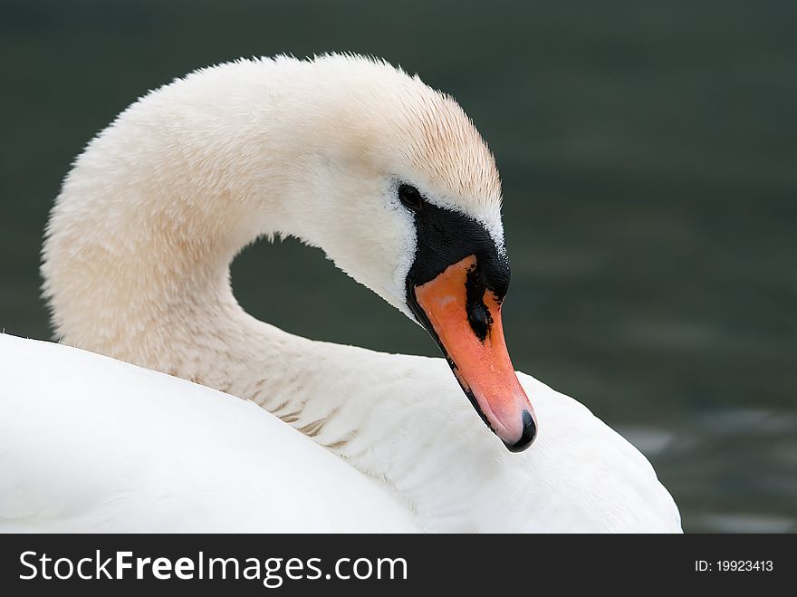 A cleaning mute swan in the lake of Brienz