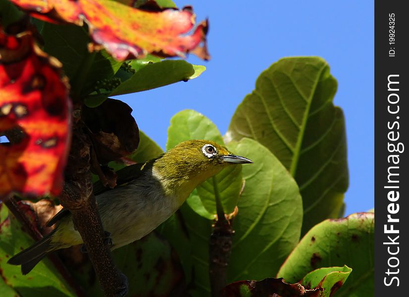 Japanese White Eye sticks it's head out from behind a leaf. Japanese White Eye sticks it's head out from behind a leaf.