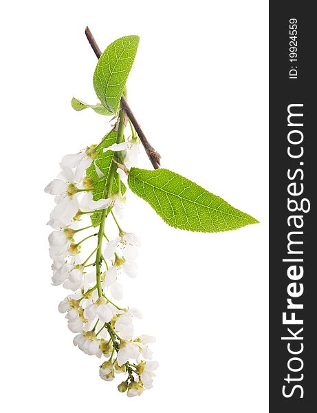 Bird cherry tree branch with flowers isolated on white background. Bird cherry tree branch with flowers isolated on white background