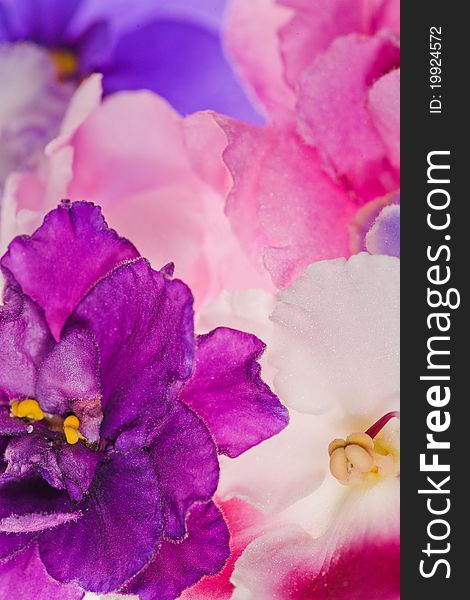 Background With Pink Violet Flowers