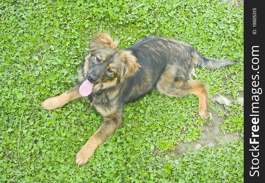 Shaggy brown dog lying on the grass. Shaggy brown dog lying on the grass