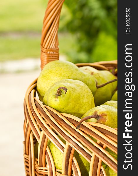 Basketful of ripe green pears. Basketful of ripe green pears