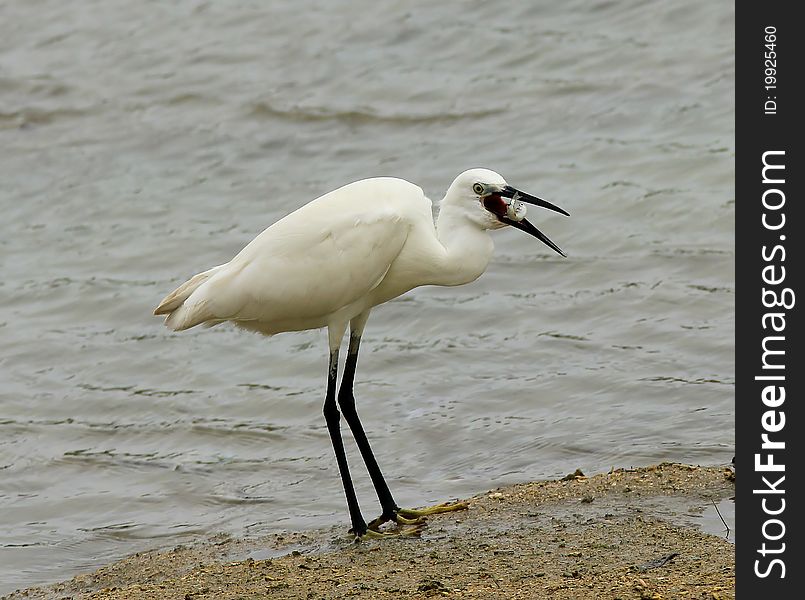 Stunning Great Egret prepares to swallow a fish. Stunning Great Egret prepares to swallow a fish.