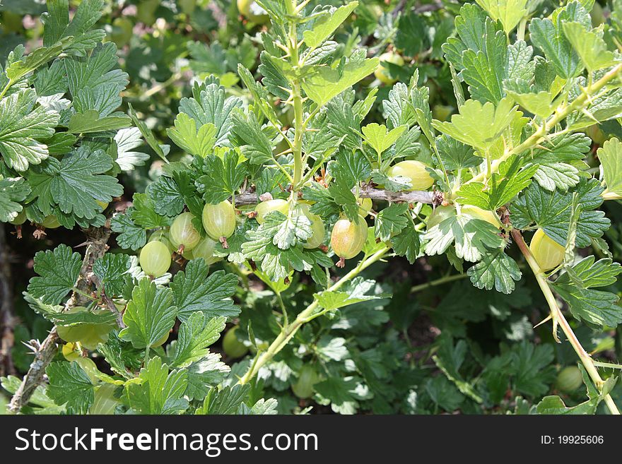 Some Fresh Green Gooseberries Growing on a Bush. Some Fresh Green Gooseberries Growing on a Bush.