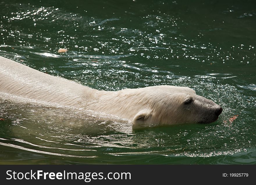 White bear swim in water